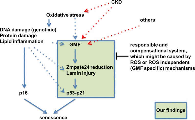 Hypothetical schematic representation of the novel role of GMF overexpression in non-brain tissue in vivo