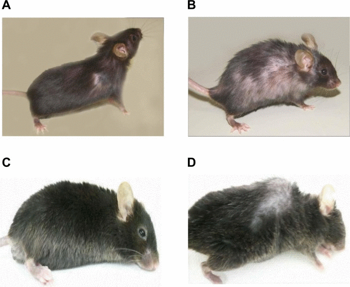 Photograph of WT and GMF-TG mice