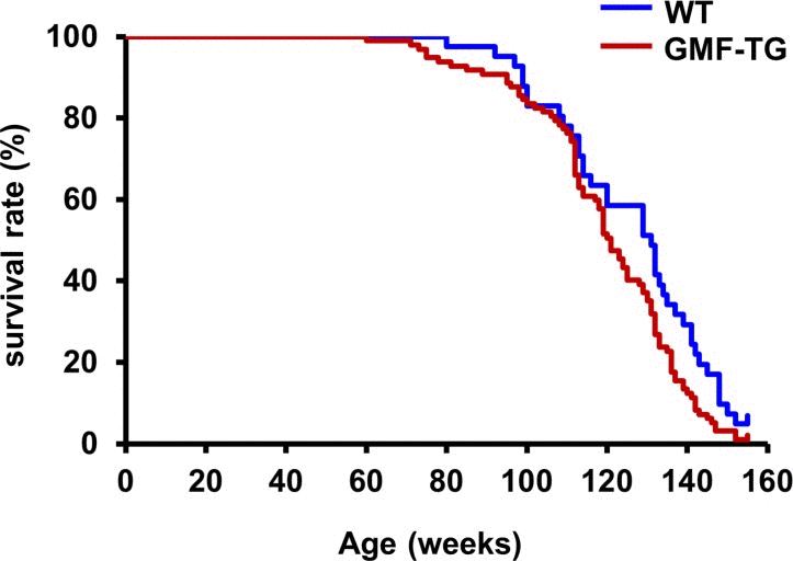 Kaplan-Meier graph of WT and GMF-TG mice