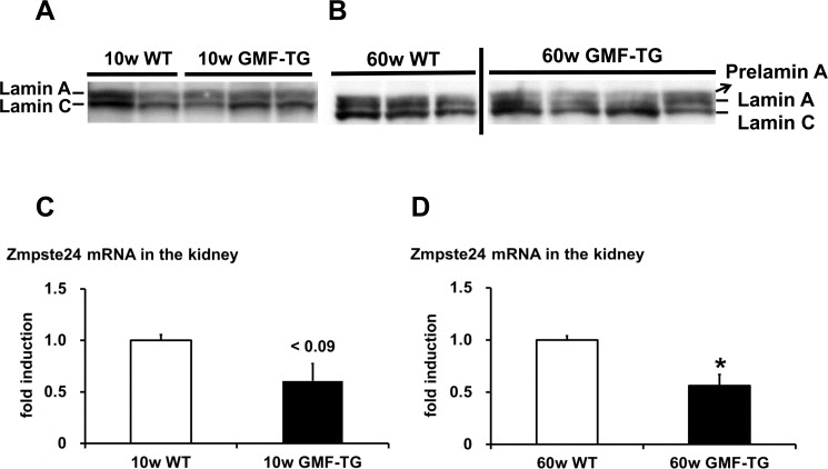 Western blot of lamin A/C and the expression of Zmpste24 in WT and GMF-TG mice