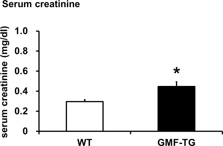 The serum creatinine levels in WT and GMF-TG mice