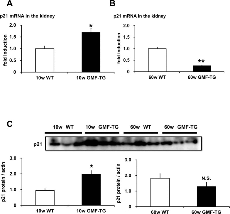 The expression of p21/waf1 mRNA and protein in WT and GMF-TG mice