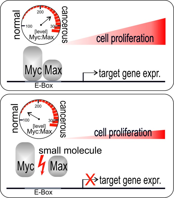 Elevated levels of MYC-MAX complexes drive cell proliferation and carcinogenesis