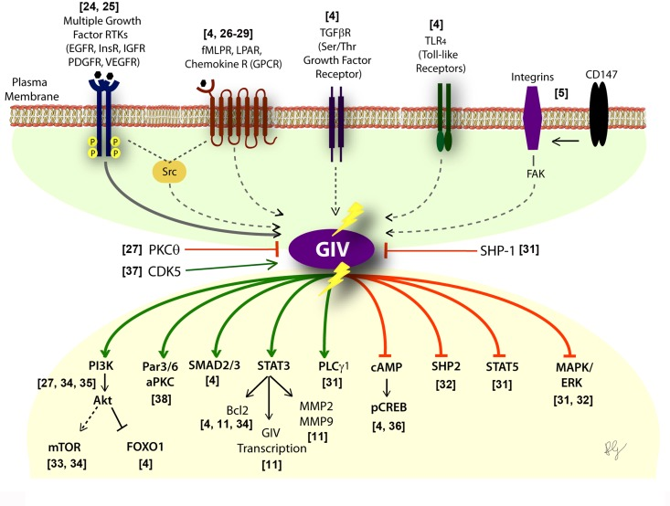 Activation of G proteins by GIV-GEF modulates multi-receptor signaling and broadly impacts the downstream signaling network