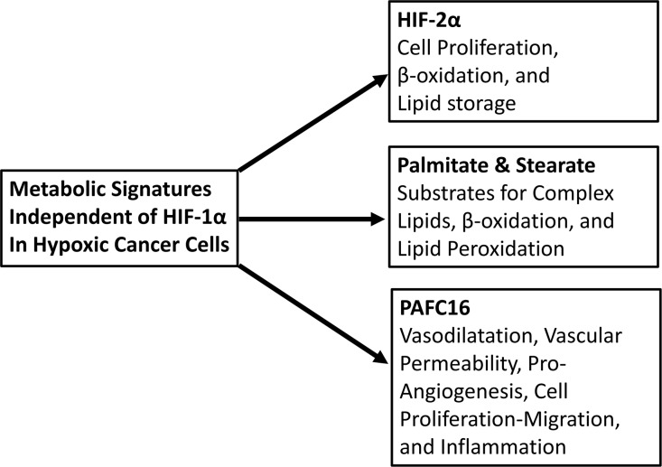 Metabolism mediated by HIF-1α-independent hypoxia. Similar metabolic alterations may occur in advanced senescence and aging. Scheme shows the detected features in HCT116 regulated in HIF-1α-independent manner after 24 hours of 1% oxygen cultivation [3].