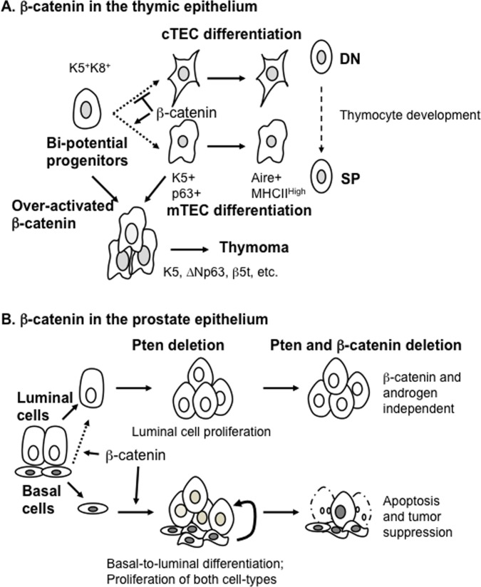 The proposed models for the functions of β-catenin in epithelial differentiation and tumorigenesis of thymus and prostate