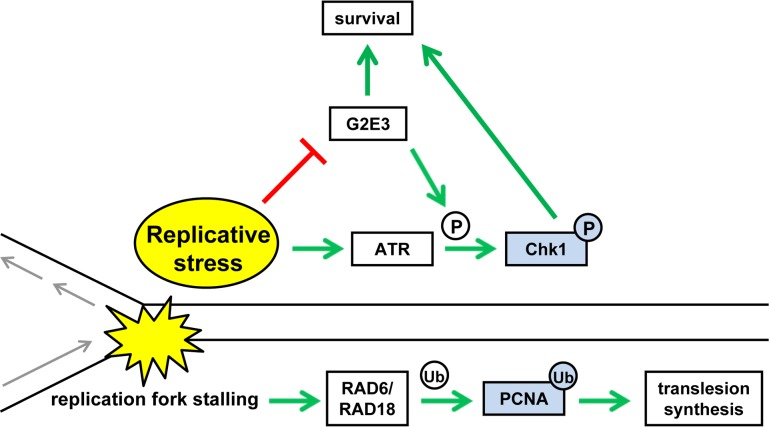 Molecular communication between G2E3 and the replicative stress response