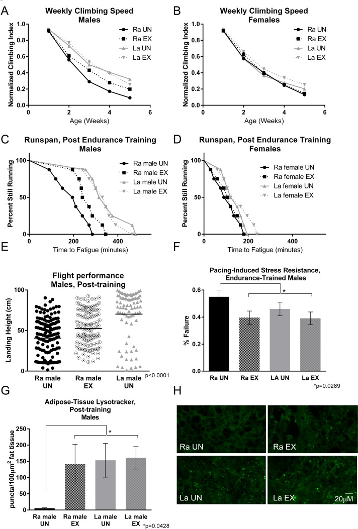 Exercise training increases performance of male control flies, but not long‐lived La flies