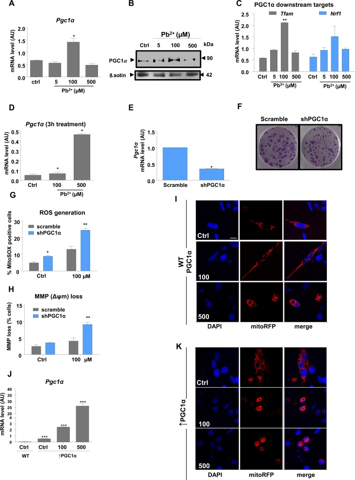 PGC1α protects N27 dopaminergic neuronal cells from Pb2+-induced neurotoxicity
