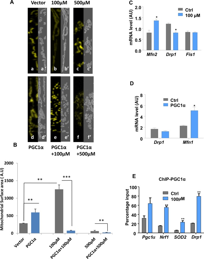 Lead-induced changes in mitochondrial morphology and dynamics