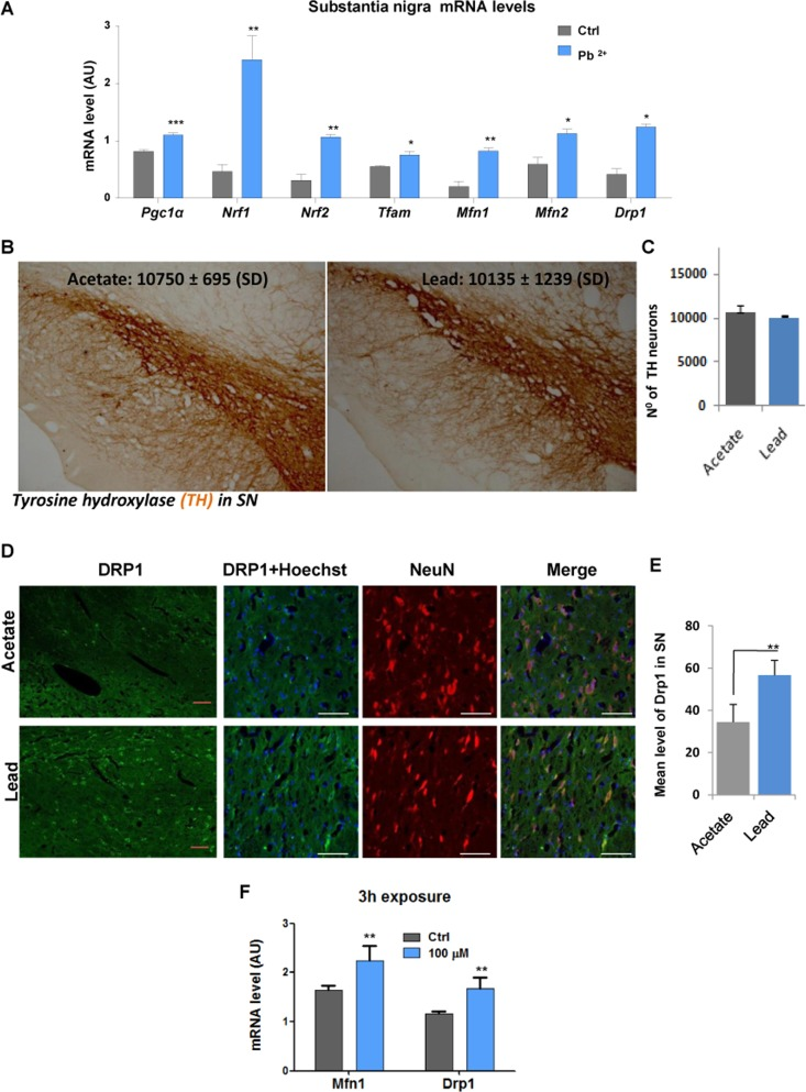 In vivo sub-lethallead concentration in drinking water increases the expression of genes controlling mitochondrial biogenesis and dynamics