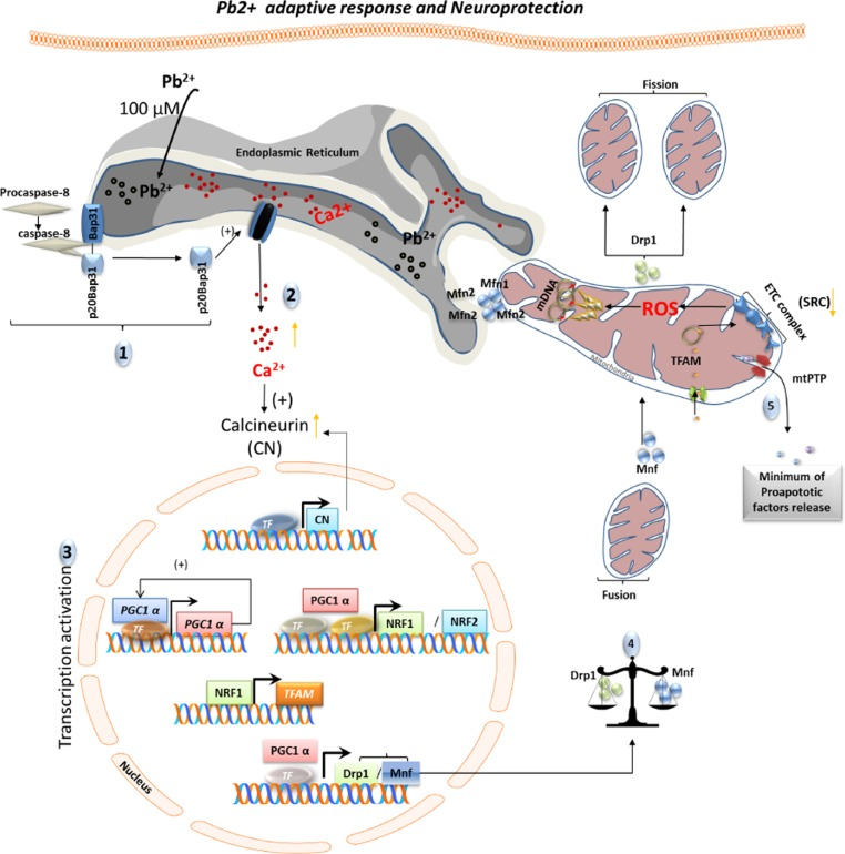 Schematic representation of adaptive response and neuroprotection induced by cell-tolerated levels of Pb2+