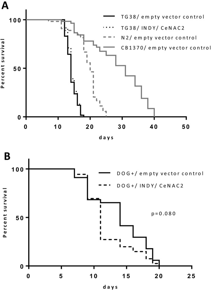 (A) Survival curves for TG38 AMPK/akk-2(gt33), fed with E. coli GC363 harboring the empty vector L4400 (empty vector control) versus E. coli GC363 harboring INDY/CeNAC2-specific siRNA and CB1370 daf-2(e1370) fed with empty vector control. (B) Survival curves for N2 (WT), fed with E.coli GC363 harboring the empty vector L4400 (empty vector control) versus E.coli GC363 harboring INDY/CeNAC2 siRNA with 2-Deoxy-D-Glucose (DOG+) in the media.
