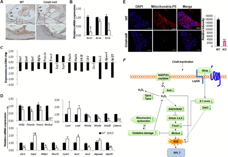 Molecular mechanisms of sirtuins, oxidative stress regulation, and Wnt signaling involved in Cmah-null mice