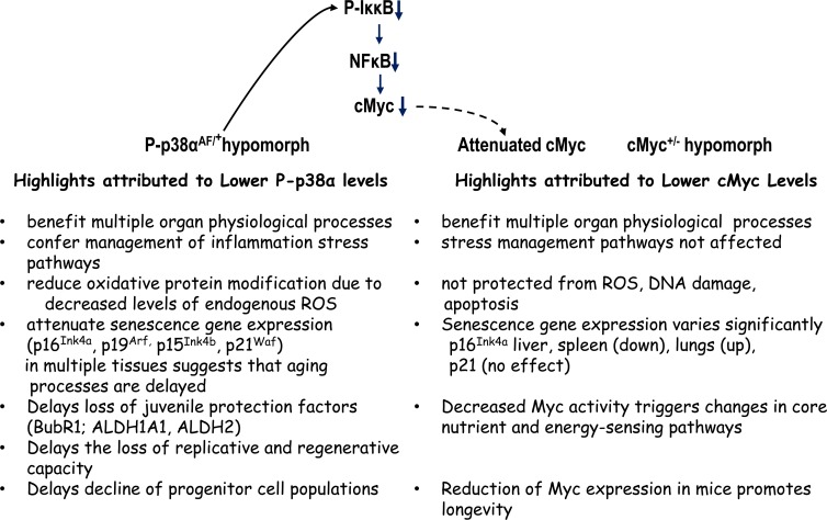 A summary and comparison of the physiological characteristics (phenotypes) of the DN-p38αAF/+ and cMyc+/− hypomorphs