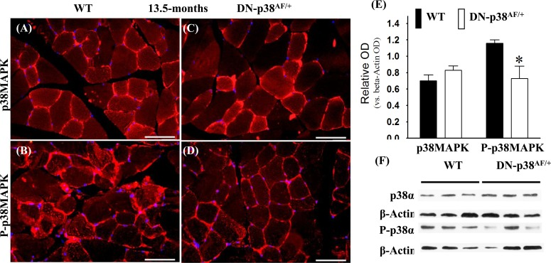 Expression of p38α and phospho-p38α in the gastrocnemius of middle-aged (13.5 mos old) wild type and DN-p38αAF/+ mice
