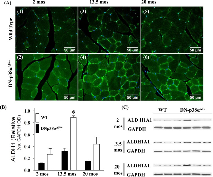 Expression of ALDH1A1, a juvenile protective factor, in the gastrocnemius of young (2 mos), middle aged (13.5 mos) and aged (20 mos) WT and DN-p38αAF/+ mice