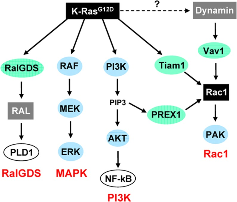 Effectors of oncogenic K-Ras