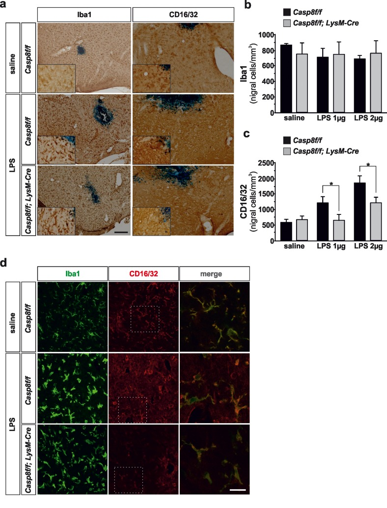 Microglial caspase-8 deficiency ameliorates proinflammatory microglia activation in the substantia nigra in response to intranigral LPS injection