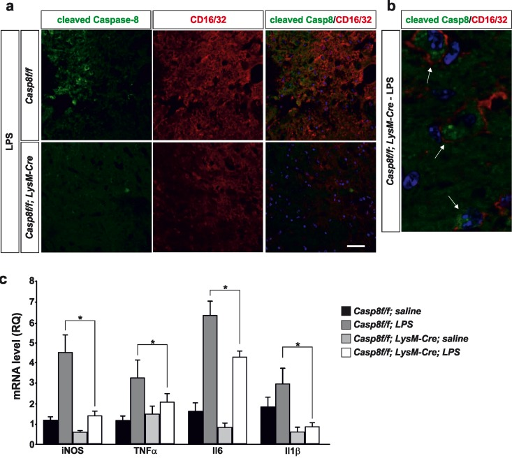 Caspase-8 is activated in viable CD16/32-immunolabeled microglia in substantia nigra in response to intranigral LPS injection, which is associated to higher key proinflammatory microglial markers