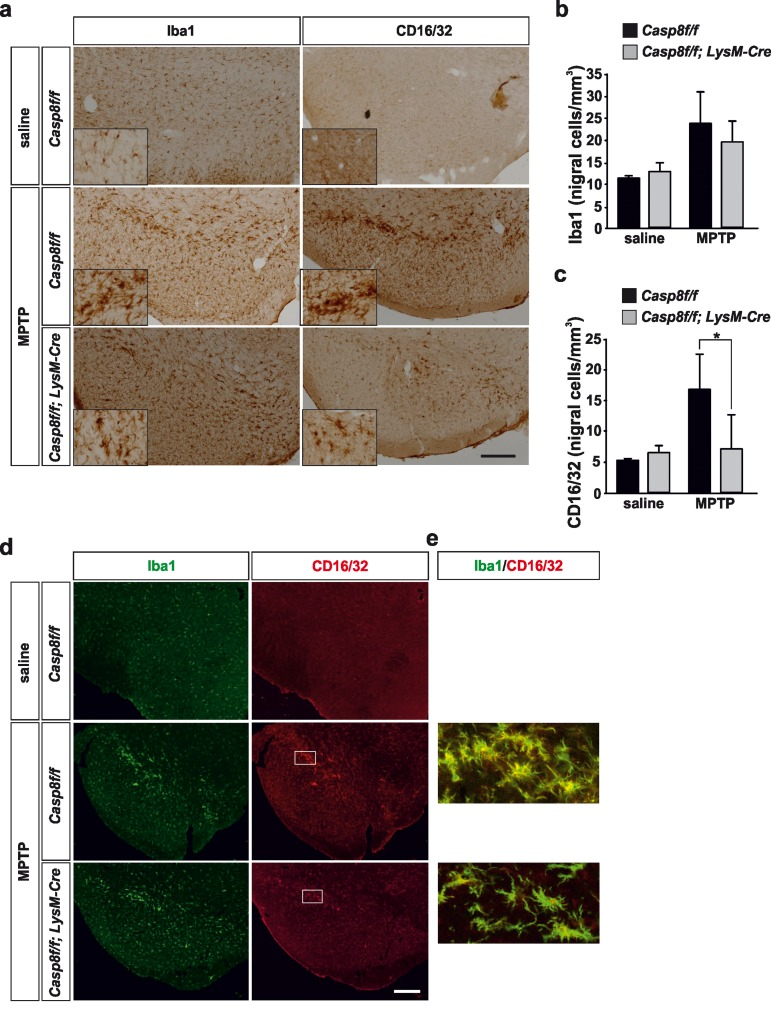 Microglial caspase-8 deficiency ameliorates proinflammatory microglia activation in the substantia nigra in response to MPTP