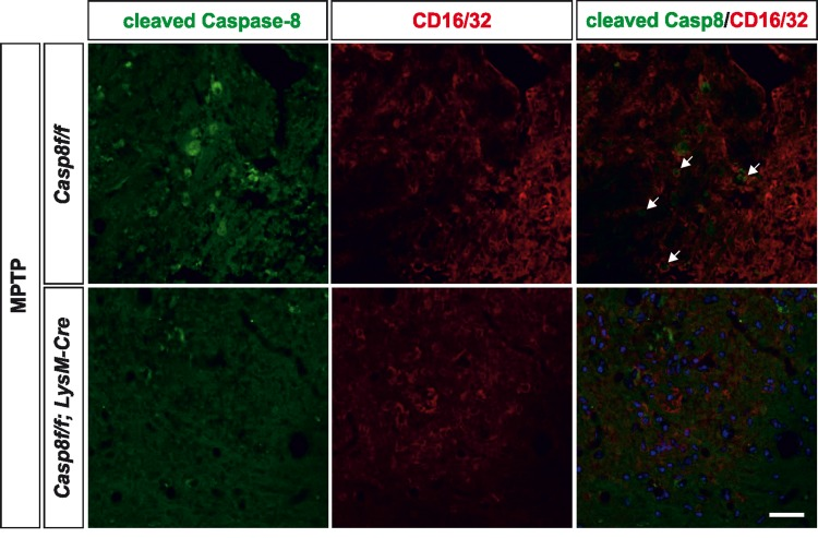 Caspase-8 is activated in viable CD16/32-immunolabeled microglia in substantia nigra in response to intranigral LPS injection, which is associated to higher key proinflammatory microglial markers
