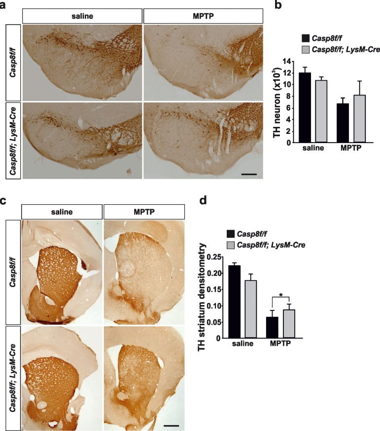 Caspase-8 deficiency protects the nigro-striatal dopaminergic system against the MPTP-induced neurodegenerative changes