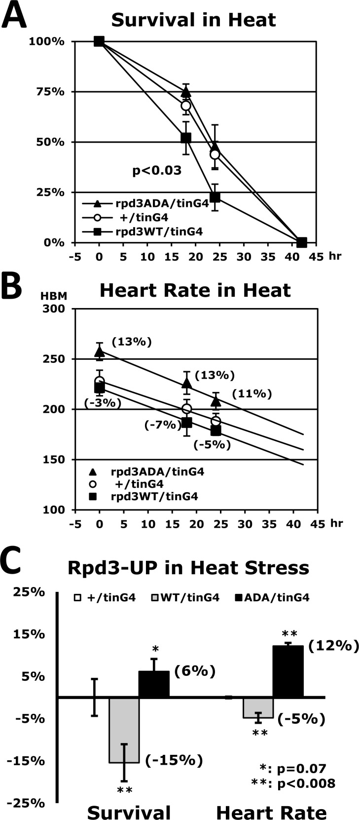 Stress resistance and heart function are reduced by heart-specific Rpd3 upregulation