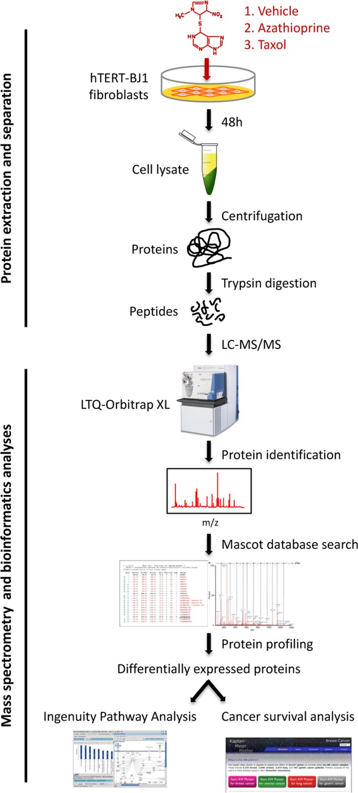 Workflow for the comparative proteome analysis of hTERT-BJ1 fibroblasts treated with azathioprine, taxol or vehicle