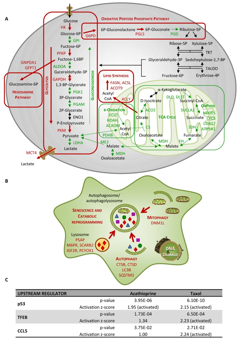 Taxol treatment alters several cellular metabolic pathways and induces autophagy and senescence in hTERTBJ1 fibroblasts