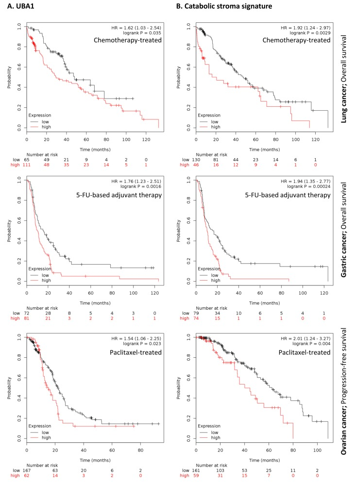 Clinical correlations of UBA1 expression and the UBA1, PSMC5, IGF2R, VAT1, HMOX1, CNN2, TLN1, GNPDA1, G6PD and FASN signature in chemotherapy-treated lung, gastric and ovarian cancer patients
