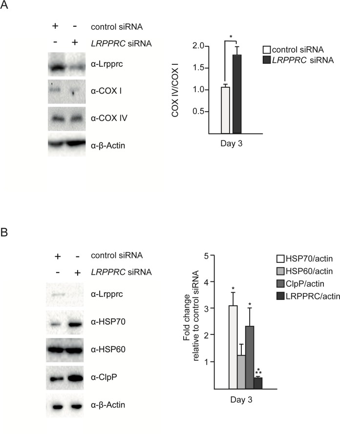 Silencing of LRPPRC leads to an imbalance between mitochondria-encoded and nuclear-encoded subunits of complex IV and triggers UPRmt