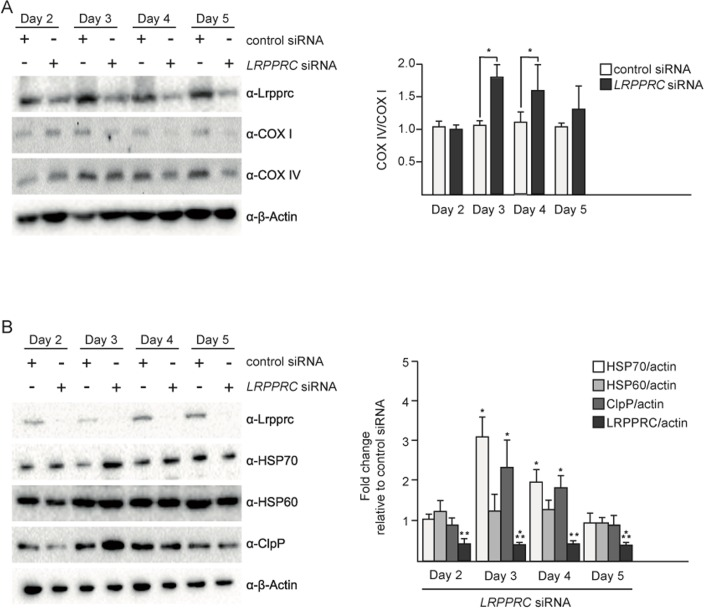 Upon LRPPRC siRNA-induced UPRmt, mitochondrial proteostasis is restored