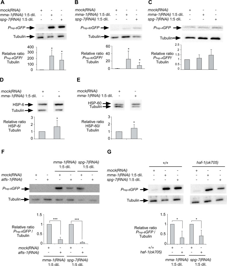 Inactivation of mma-1 by RNAi in C. elegans induces ATFS-1-dependent UPRmt