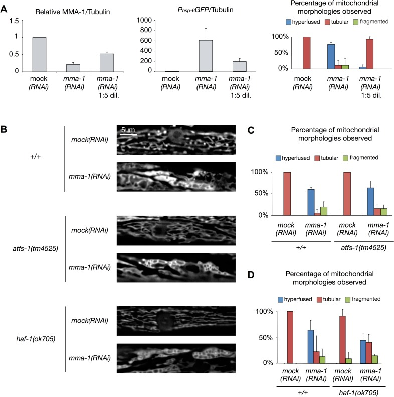 mma-1(RNAi)-induced mitochondrial hyperfusion is not dependent on ATFS-1 or HAF-1
