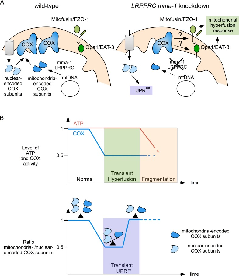 Mitochondrial hyperfusion and UPRmt act together to protect mitochondrial function