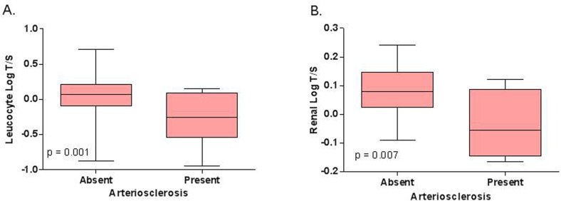 Relation between (A) leucocyte telomere length and renal arteriosclerosis in Cohort 1 (N = 130) and between (B) intrarenal telomere length and renal arteriosclerosis in Cohort 2 (N = 40). The p‐values represent nonparametric ANOVA. The horizontal lines within the boxes indicate means, the upper and lower ends of the boxes indicate standard deviations, and the whiskers indicate 95th percentiles.