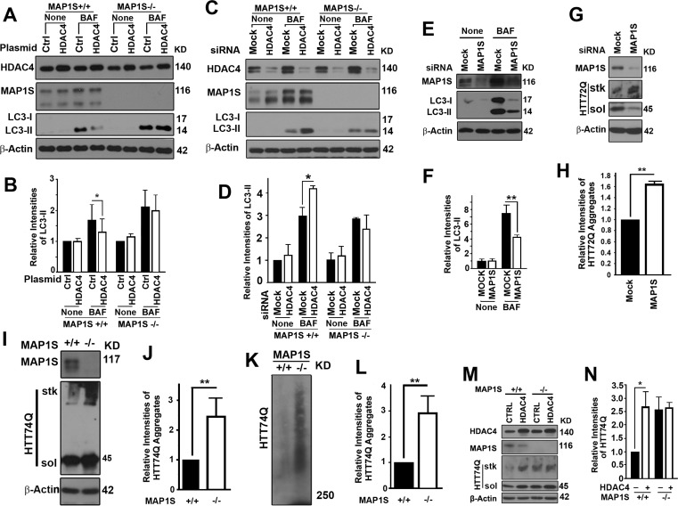 HDAC4 inhibits MAP1S-mediated autophagy clearance of mHTT aggregates