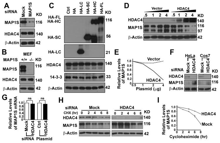 HDAC4 decreases the stability of MAP1S protein