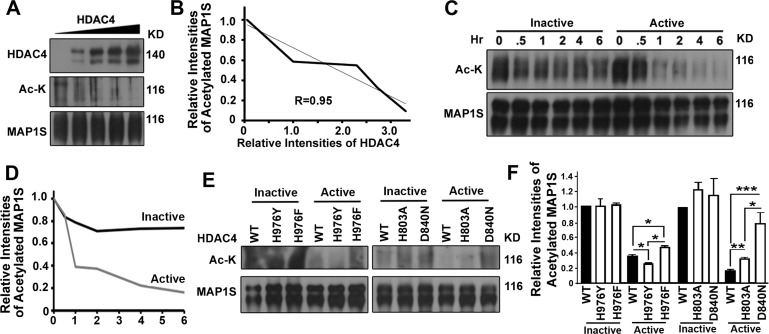HDAC4 decreases levels of acetylated MAP1S