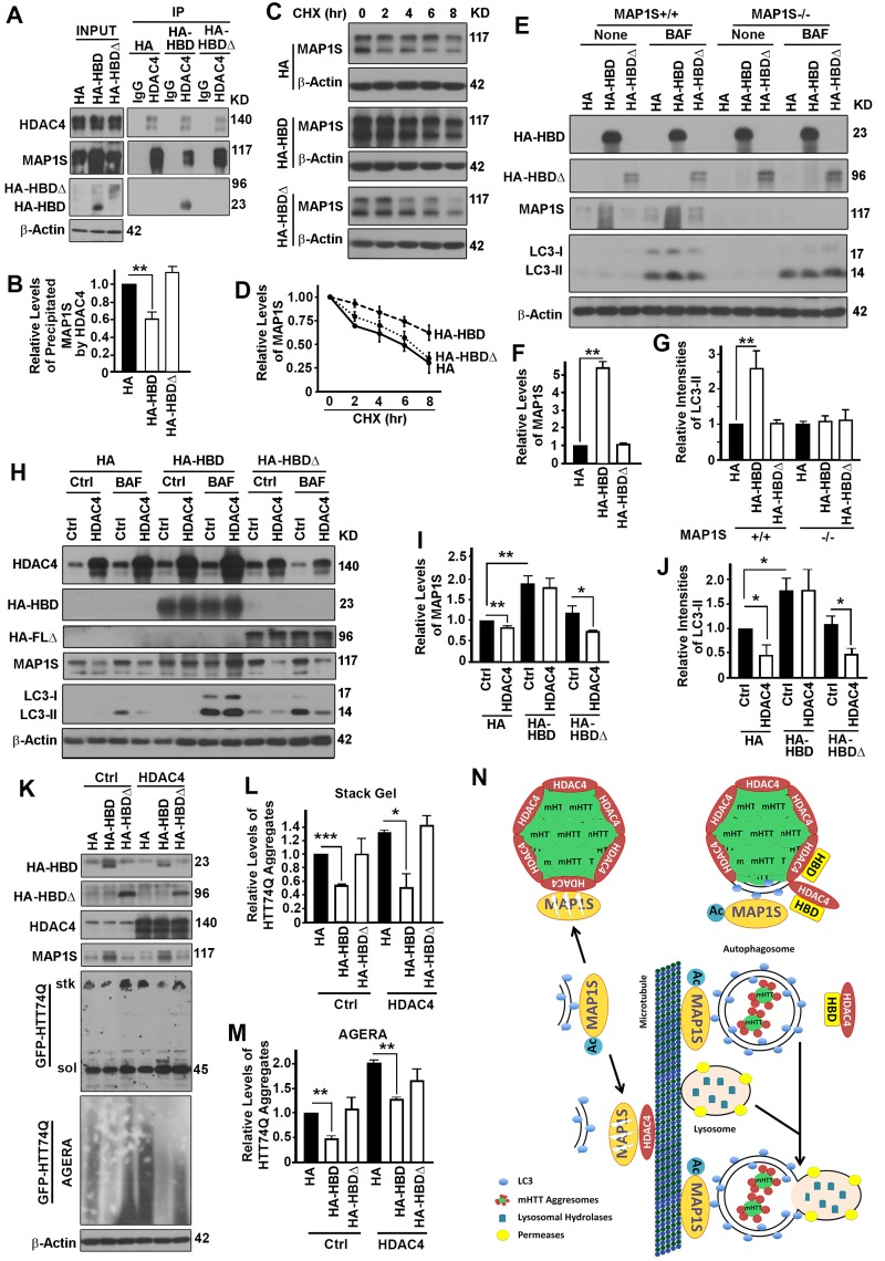 The interaction between HDAC4 and MAP1S is required for HDAC4 to exert suppressive roles on MAP1S-mediated autophagy turnover of mHTT aggregates