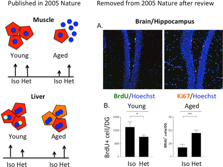 The age of the systemic milieu affects myogenesis, hepatogenesis AND neurogenesis