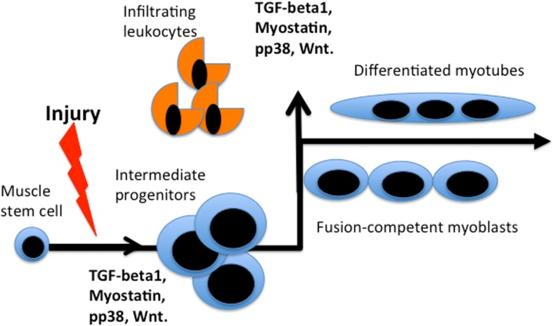 Bi-phasic requirements for TGFβ, myostatin, pp38, Wnt during muscle repair