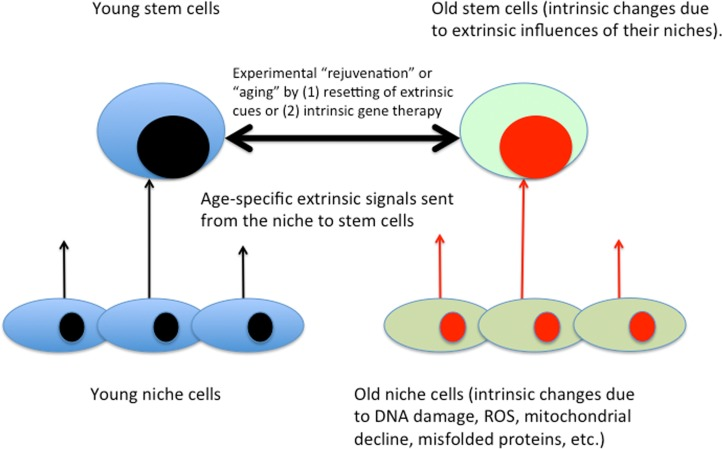 Intrinsic / extrinsic aging of tissue stem cells
