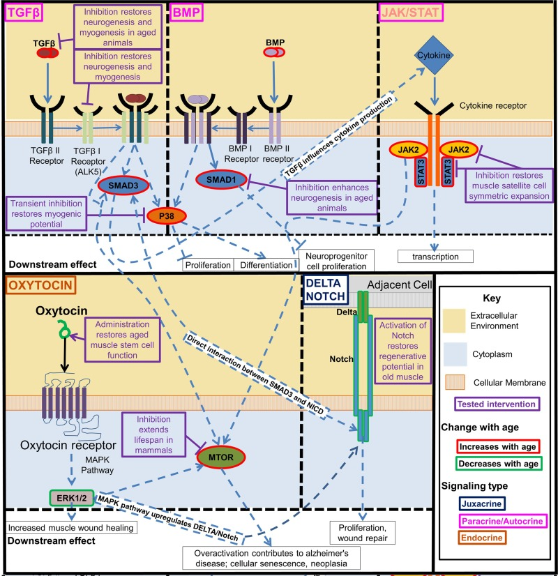 Key regulatory signaling pathways that become deregulated with age