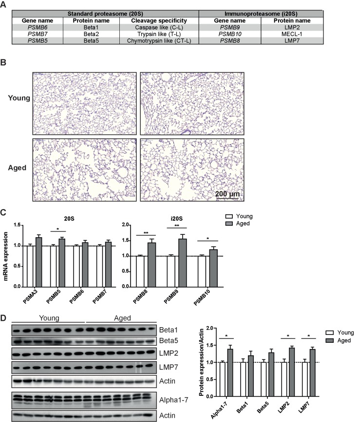 Immunoproteasome expression is increased in lung tissue of aged mice