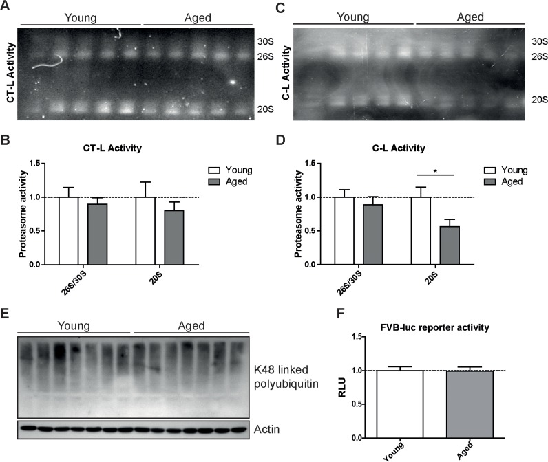 Caspase-like activity is decreased in 20S complexes but not in 26S/30S complexes of aged mice