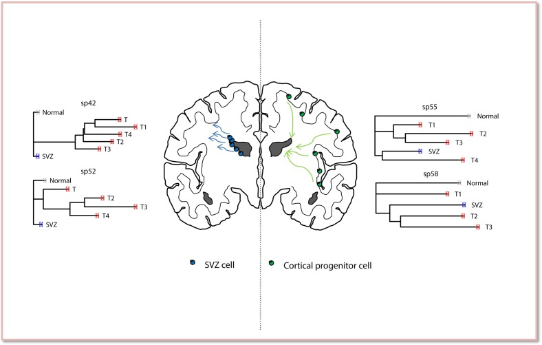 Phylogenetic analysis of human GBM reveals the role of the SVZ in gliomagenesis