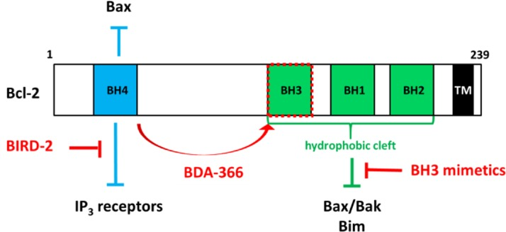 Two functional domains, the BH4 domain and the hydrophobic cleft, are important for Bcl-2's anti-apoptotic function. The transmembrane (TM) domain anchors Bcl-2 in ER and mitochondrial membranes. The BH4 domain suppresses apoptosis by binding and inhibiting Bax (in mitochondria) and IP3 receptors (in ER). The hydrophobic cleft interacts with several pro-apoptotic Bcl-2 family members, including Bax/Bak and BH3-only proteins like Bim. BH3 mimetics, like ABT-737, ABT-263 and ABT-199, target the hydrophobic cleft of Bcl-2 and release Bim, leading to Bim-mediated activation of Bax/Bak and inducing apoptosis. Furthermore, BIRD-2 (Bcl-2/IP3 receptor Disruptor-2) and BDA -366 have been developed to antagonize Bcl-2 via its BH4 domain leading to apoptosis although via different mechanisms. BIRD-2 provokes pro-apoptotic Ca2+ signaling, while BDA-366 causes a conformational change in Bcl-2, resulting in the exposure of its BH3 domain, which will activate Bax