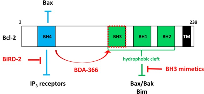 Two functional domains, the BH4 domain and the hydrophobic cleft, are important for Bcl-2's anti-apoptotic function. The transmembrane (TM) domain anchors Bcl-2 in ER and mitochondrial membranes. The BH4 domain suppresses apoptosis by binding and inhibiting Bax (in mitochondria) and IP3 receptors (in ER). The hydrophobic cleft interacts with several pro-apoptotic Bcl-2 family members, including Bax/Bak and BH3-only proteins like Bim. BH3 mimetics, like ABT-737, ABT-263 and ABT-199, target the hydrophobic cleft of Bcl-2 and release Bim, leading to Bim-mediated activation of Bax/Bak and inducing apoptosis. Furthermore, BIRD-2 (Bcl-2/IP3 receptor Disruptor-2) and BDA
                    -366 have been developed to antagonize Bcl-2 via its BH4 domain leading to apoptosis although via different mechanisms. BIRD-2 provokes pro-apoptotic Ca2+ signaling, while BDA-366 causes a conformational change in Bcl-2, resulting in the exposure of its BH3 domain, which will activate Bax